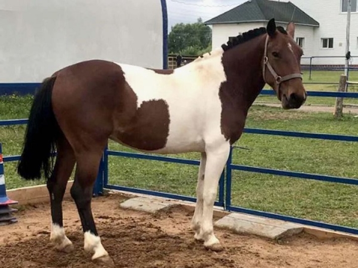 "Экскурсия для школьников на конеферму"