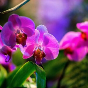 " "Китайский Новый Год" в "Ботанический сад" МГУ "