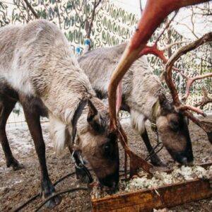 "Вот ты какой, Северный олень!"