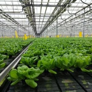 "Агрокомбинат “Московский””